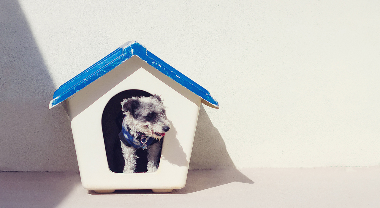 かわいい犬小屋にはいっている犬