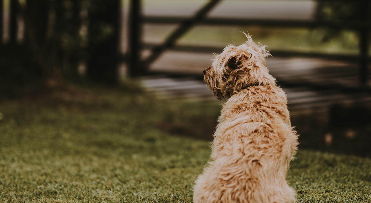 犬の後ろ姿