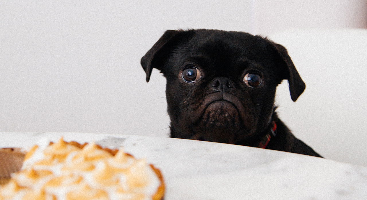 ケーキを欲しそうに待つ犬